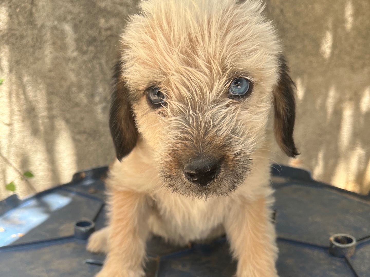 Adotta un cane, maschio, 2 mesi, Avellino