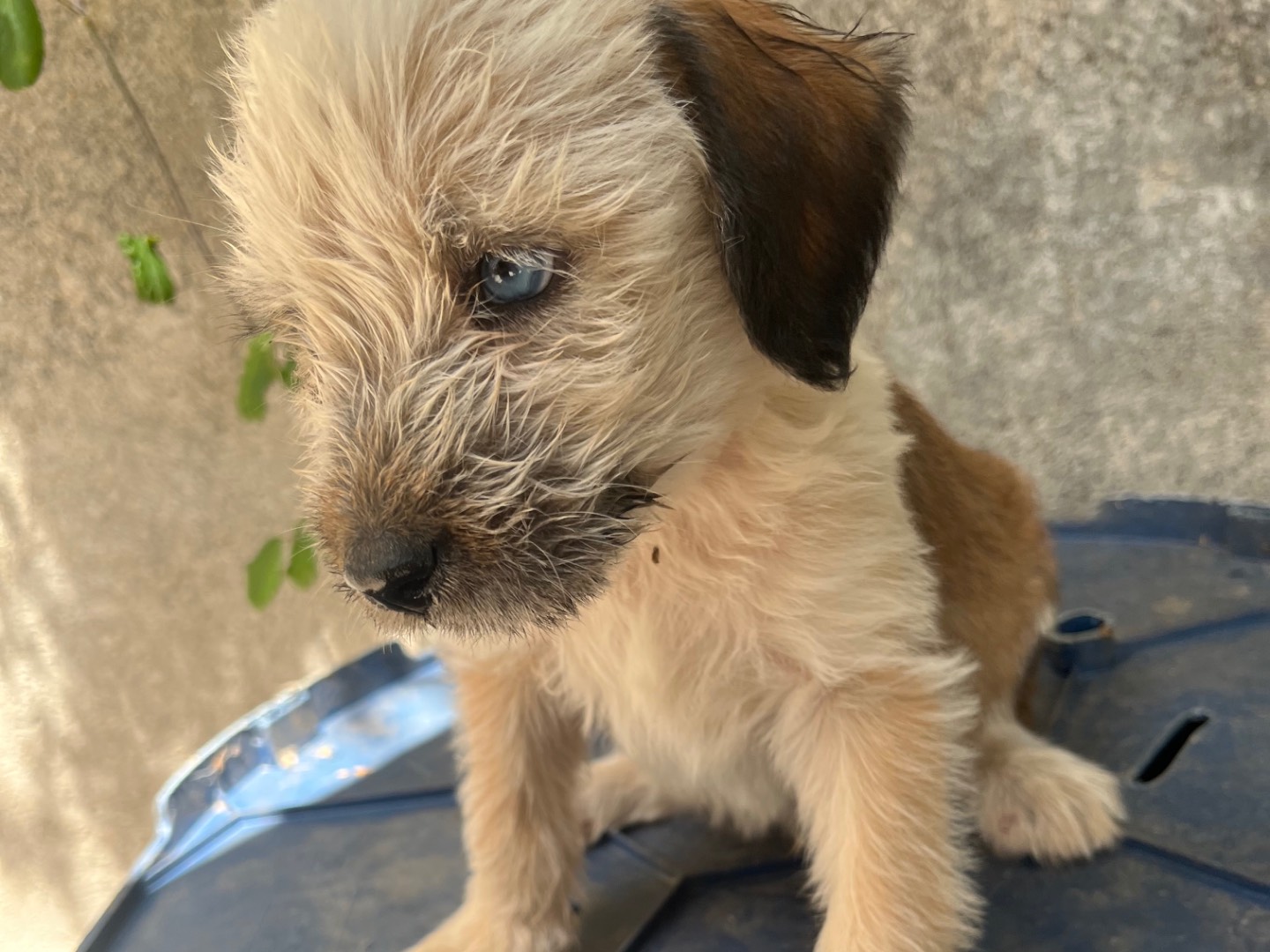 Adotta un cane, taglia media, maschio, Avellino