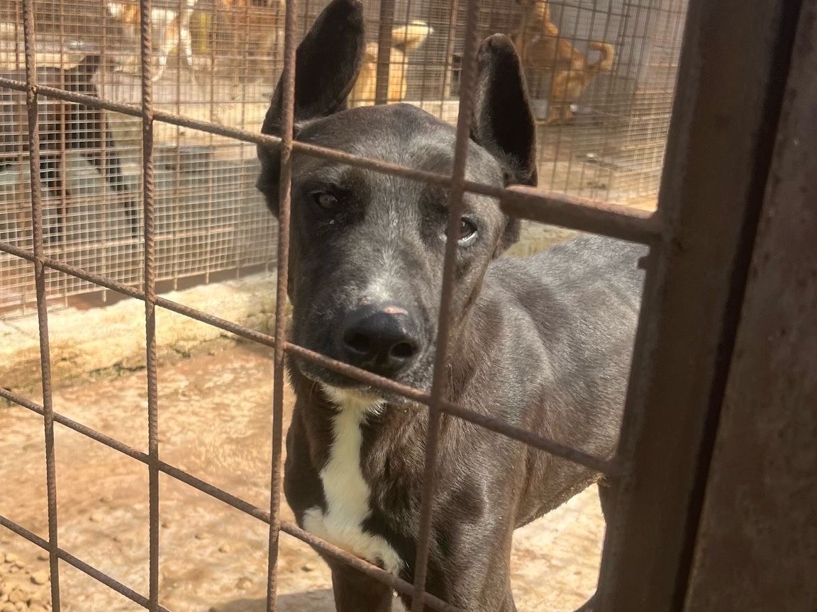 Adozione cane, maschio, Razza sconosciuta Razza sconosciuta, 9 anni e 6 mesi, taglia grande, Siracusa