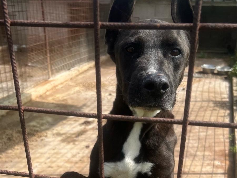Vuoi adottare un cane a Siracusa?