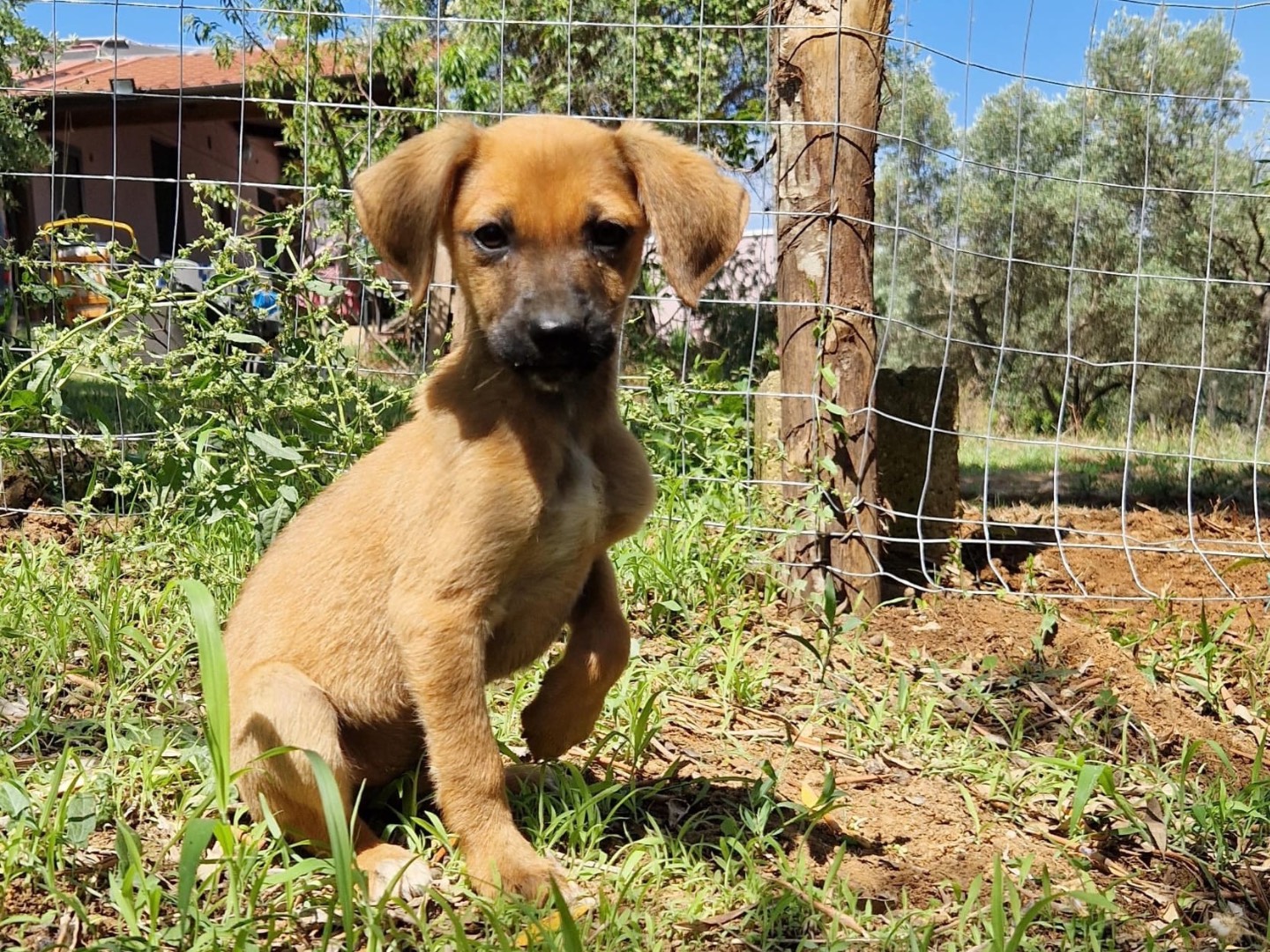 Vuoi adottare un cane a Catanzaro?