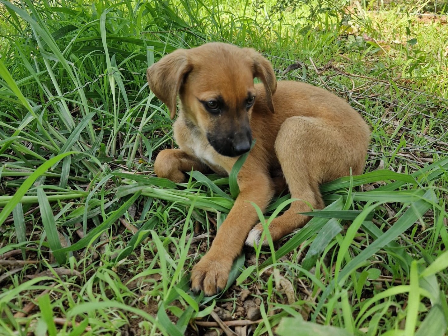 Adotta il cane Choco a Catanzaro