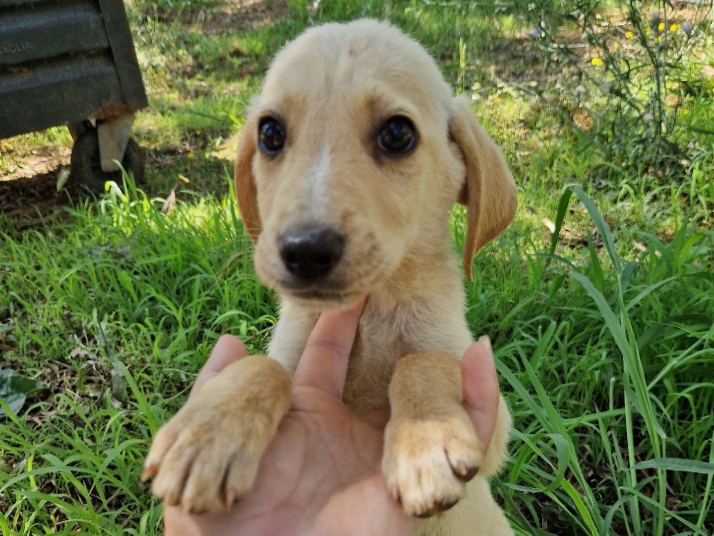Adozione cane, maschio, Razza sconosciuta Razza sconosciuta, Età non disponibile, taglia piccola, Catanzaro