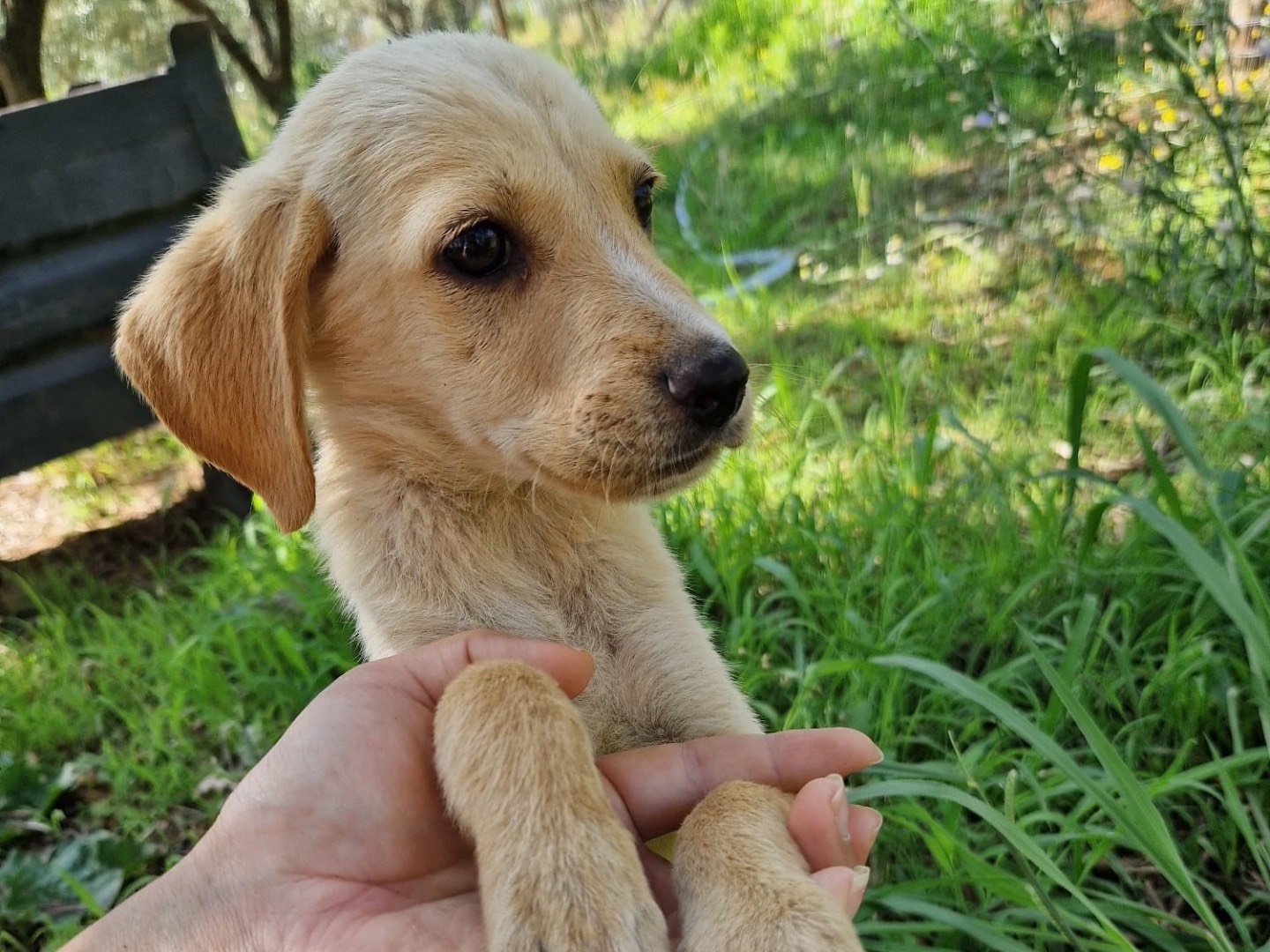 Adotta un cane, maschio, Età non disponibile, Catanzaro
