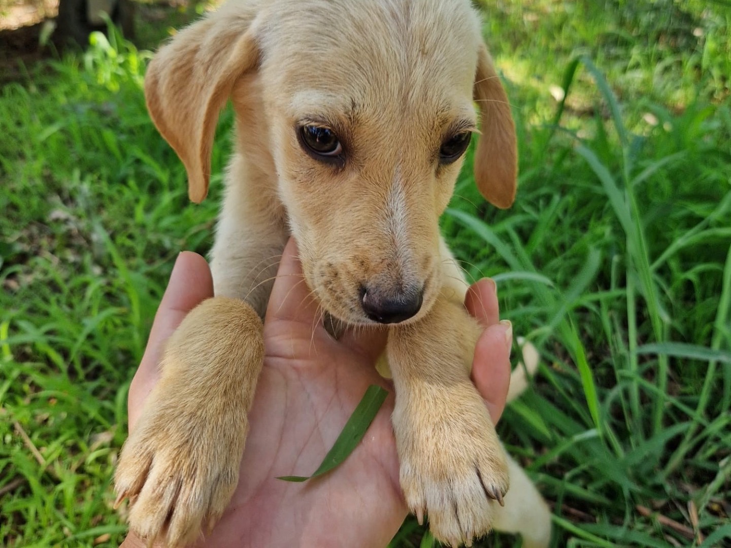 Adotta un cane, taglia piccola, maschio, Catanzaro