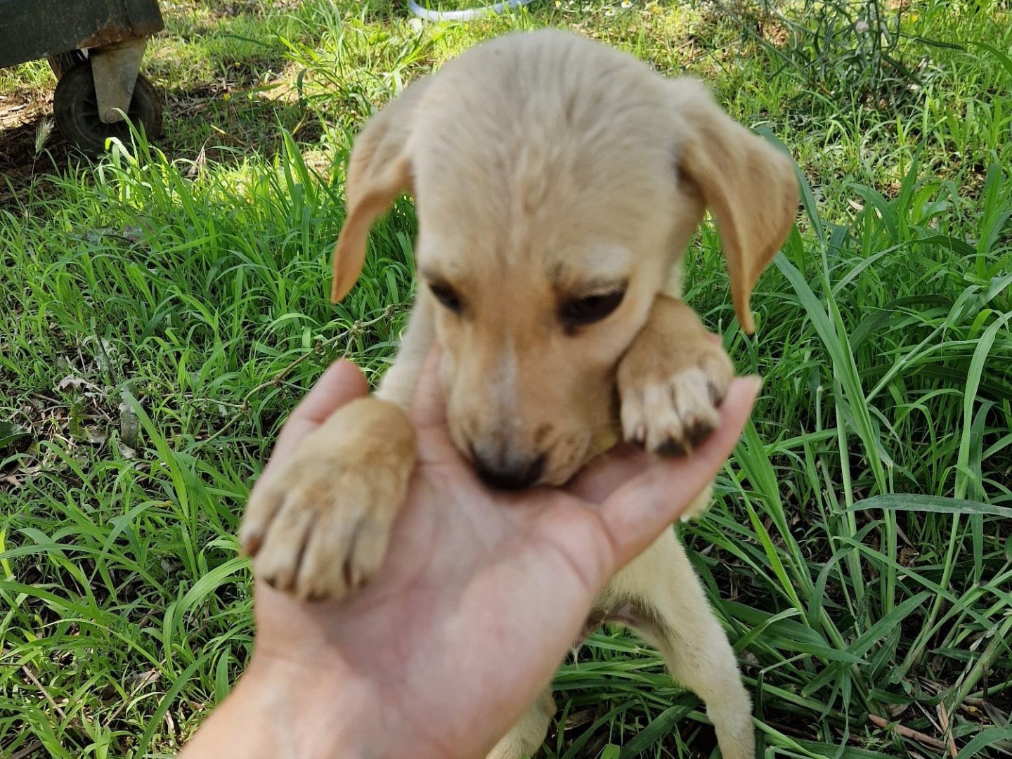 Vuoi adottare un cane a Catanzaro?