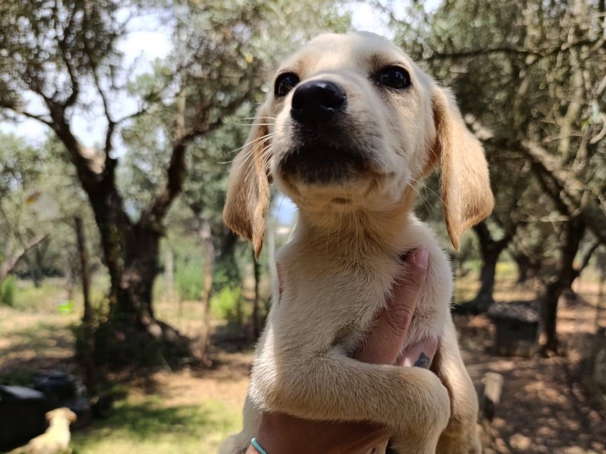 Adotta il cane Bambi a Catanzaro