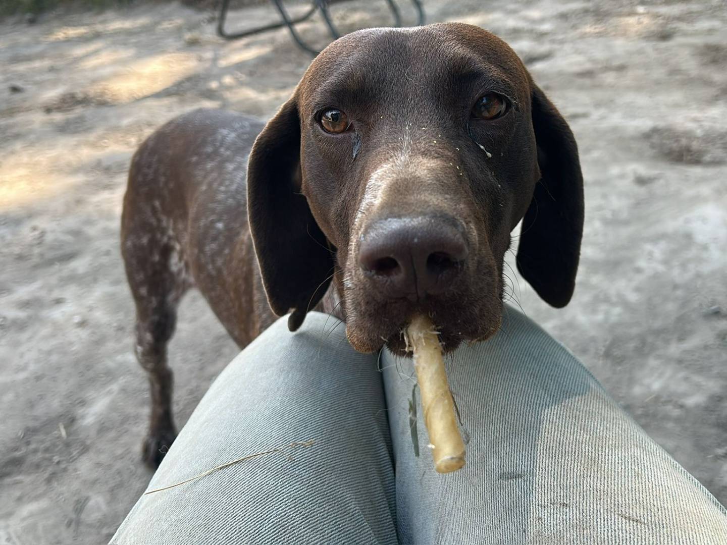 Vuoi adottare un cane a Napoli?