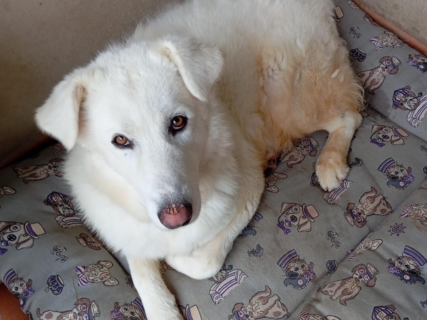 Adozione cane, maschio, Pastore maremmano Razza sconosciuta, 1 anno e 5 mesi, taglia grande, Catanzaro