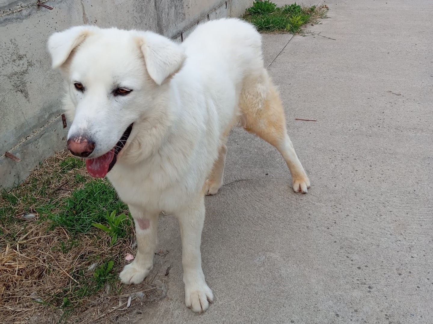Adotta un cane, maschio, 1 anno e 5 mesi, Catanzaro