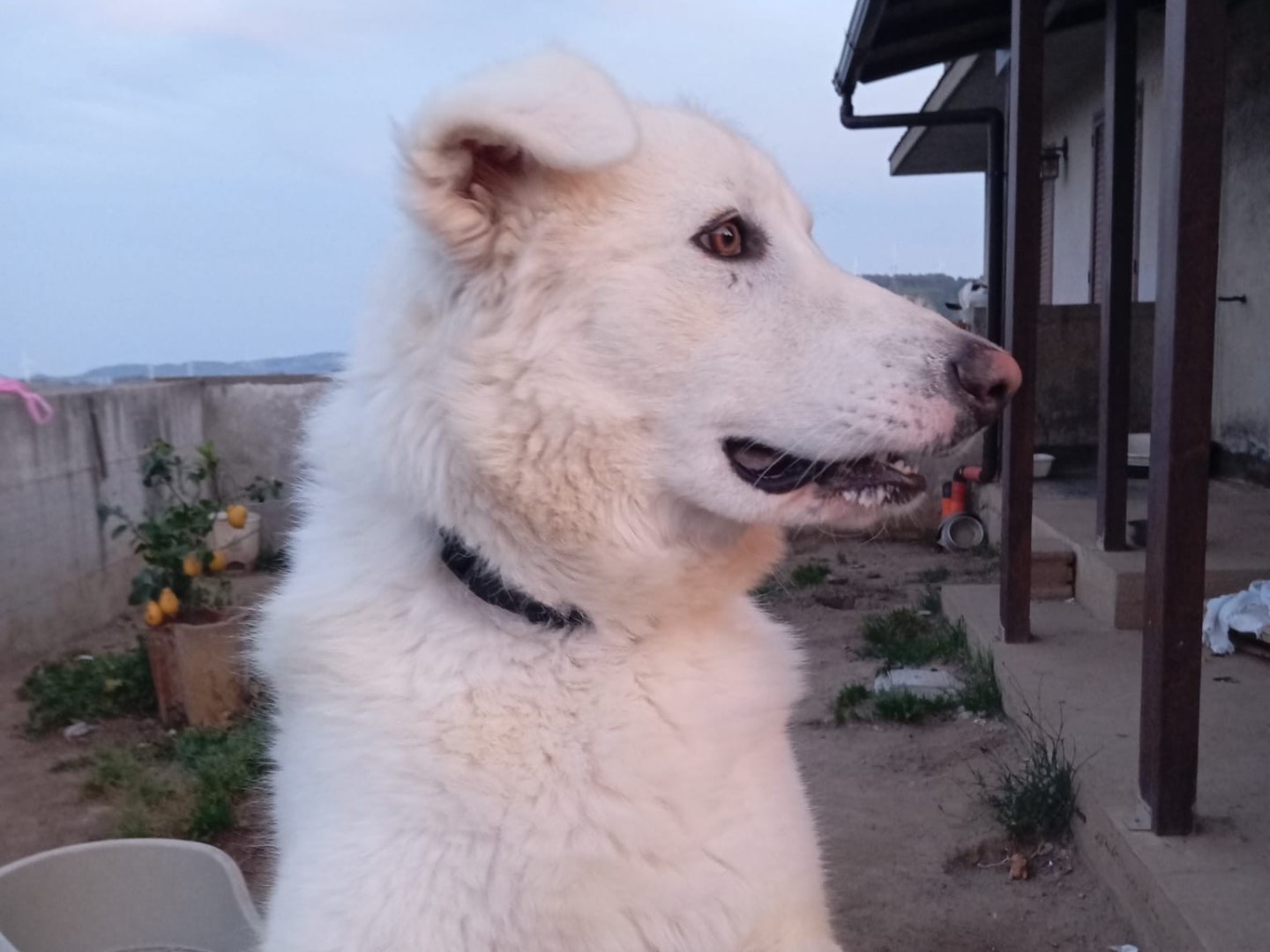 Adotta un cane, taglia grande, maschio, Catanzaro
