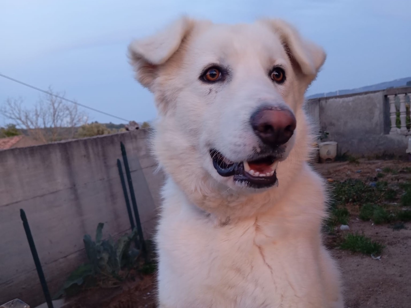 Vuoi adottare un cane a Catanzaro?