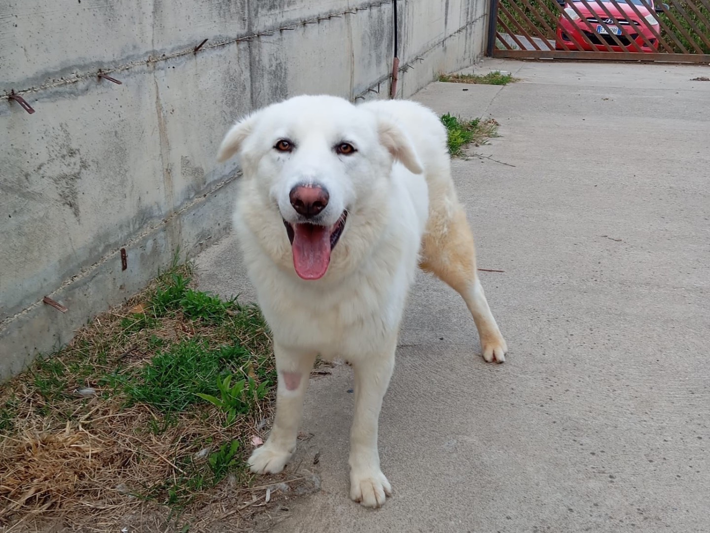 Adotta il cane Thomas a Catanzaro