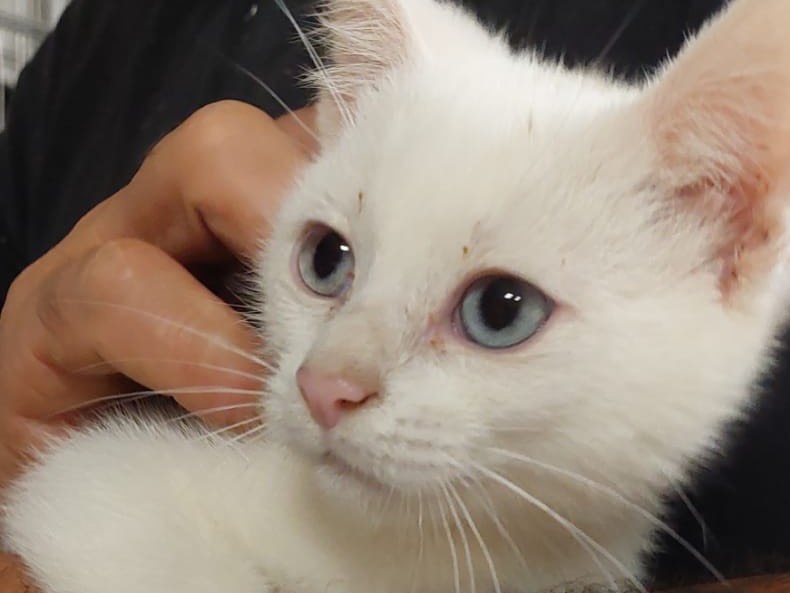 Vuoi adottare un gatto a Trento?