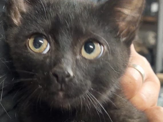 Adotta il gatto Wendy e Jack a Trento