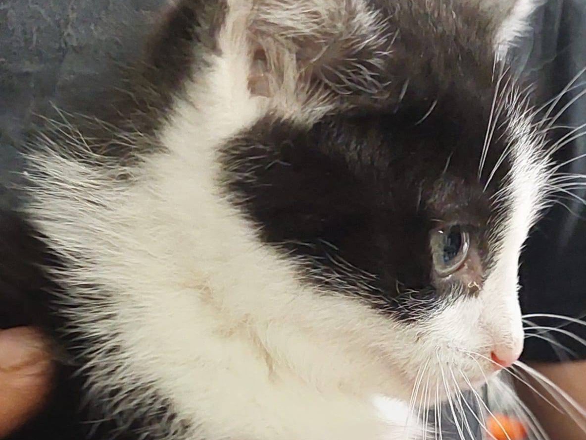 Vuoi adottare un gatto a Trento?