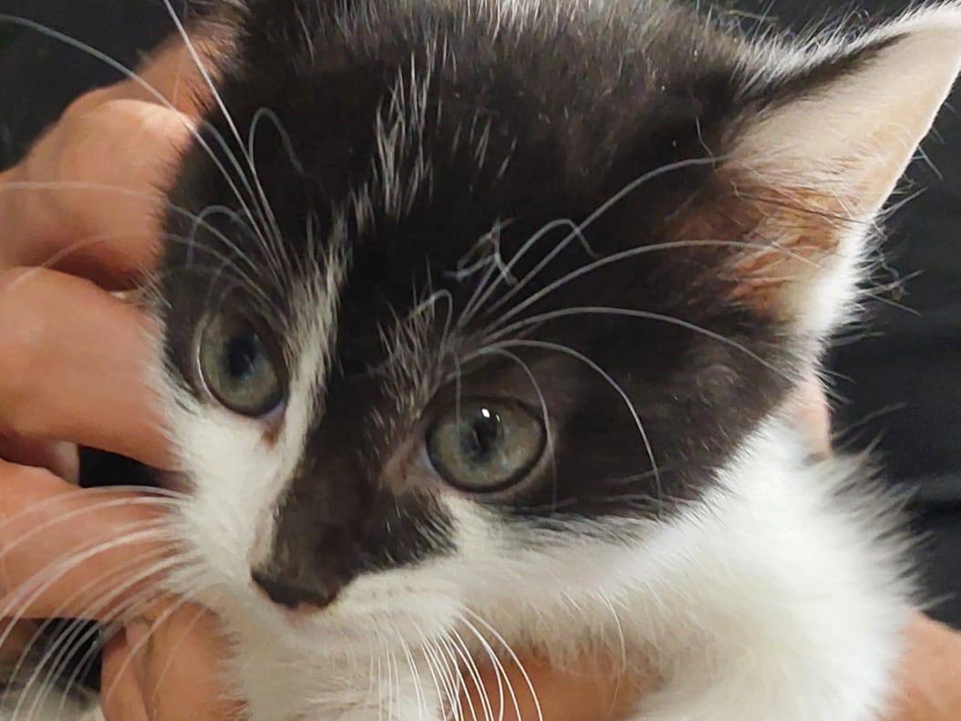 Adotta il gatto Lisa Abel e Bart a Trento