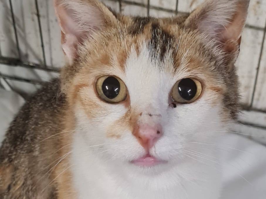 Vuoi adottare un gatto a Trento?