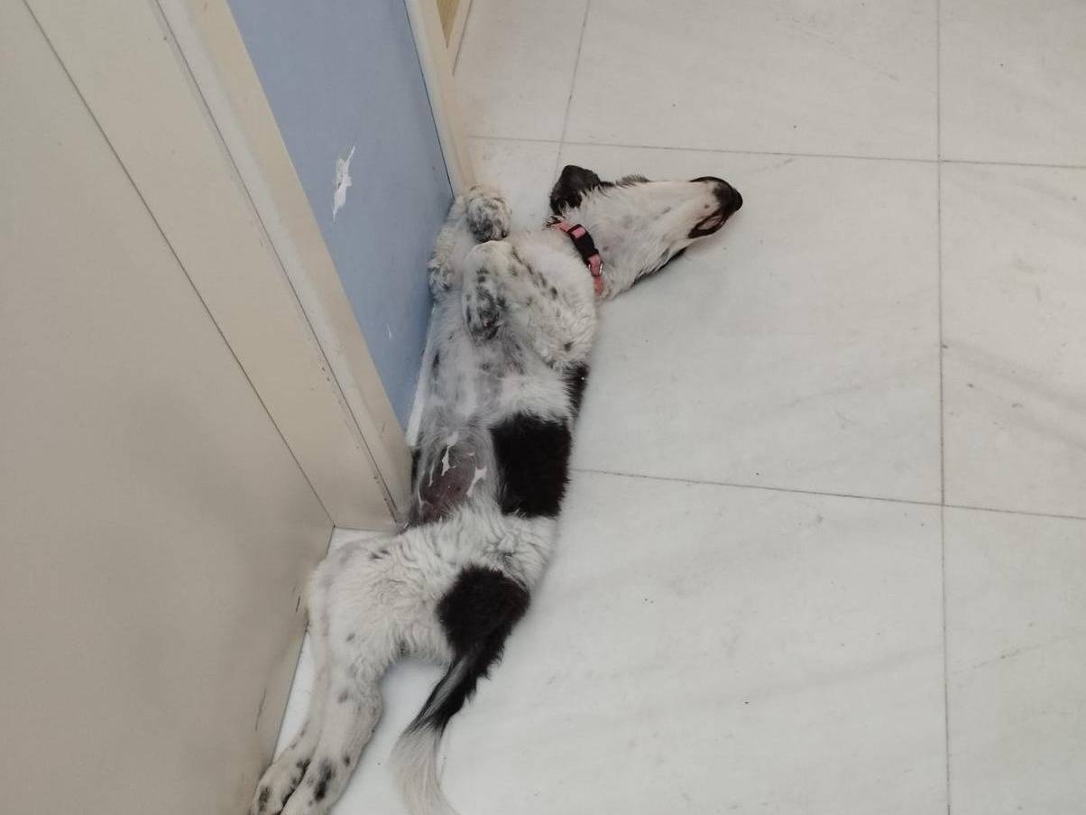 Vuoi adottare un cane a Palermo?