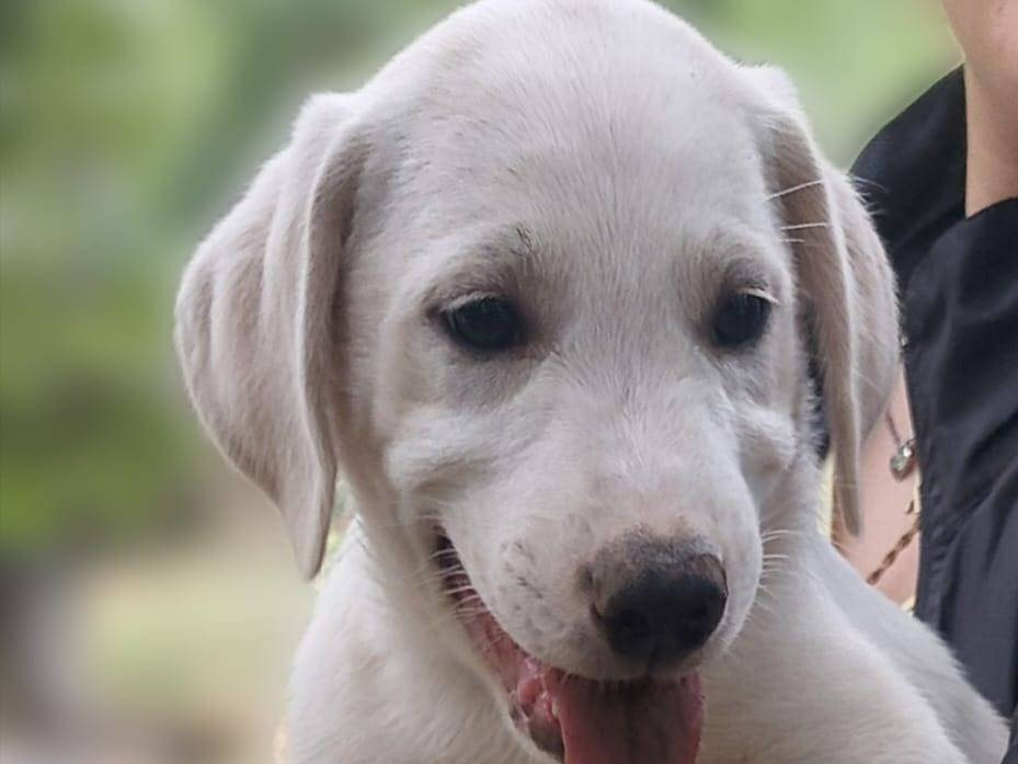 Adozione cane, maschio, Razza sconosciuta Razza sconosciuta, 3 mesi, taglia media, Avellino