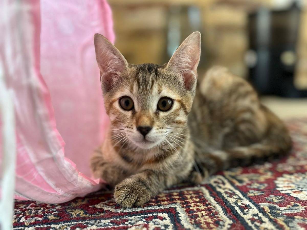 Adotta il gatto Minnie a Ancona