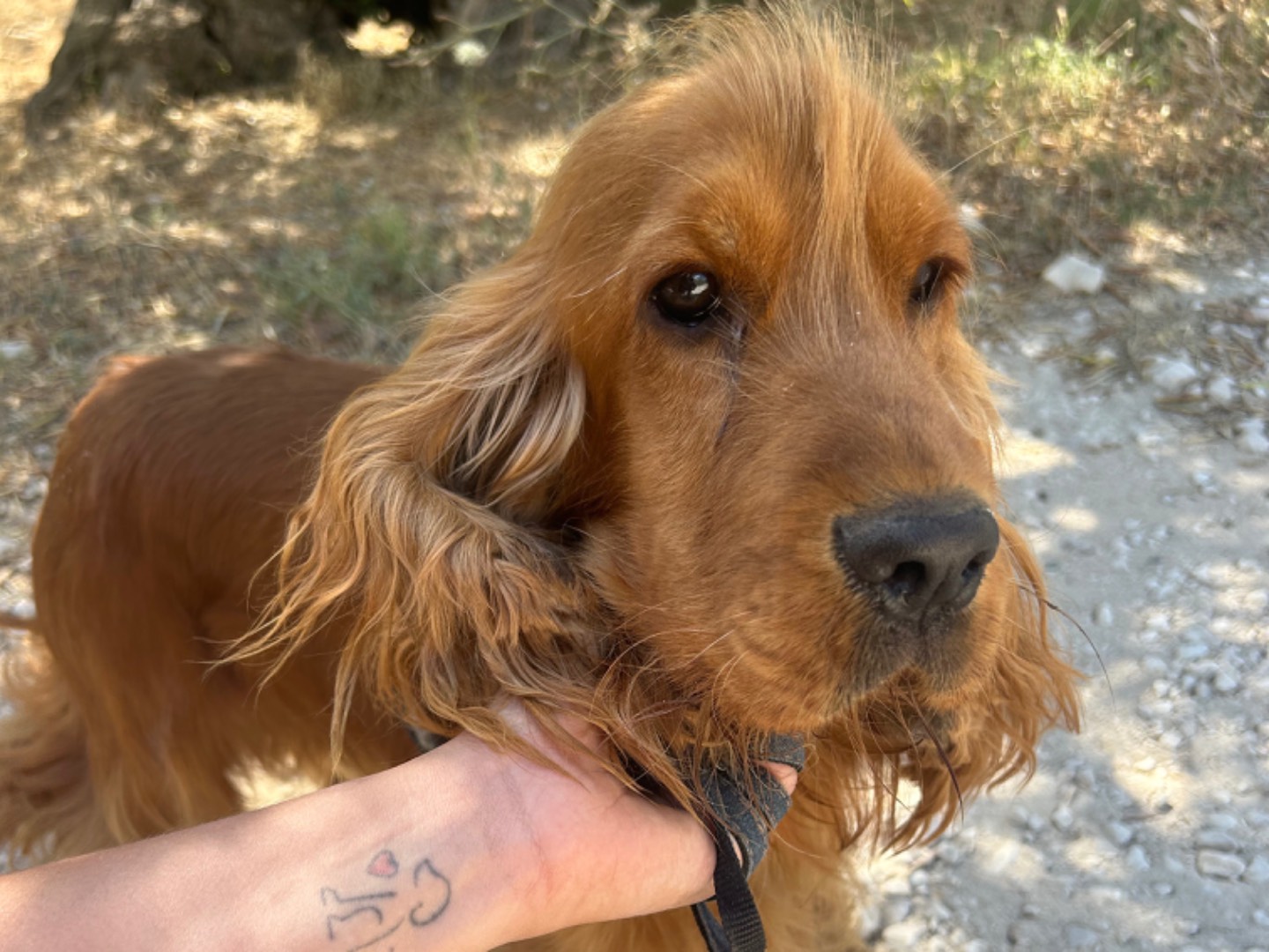 Adozione cane, maschio, Cocker Spaniel Razza sconosciuta, 8 mesi, taglia media contenuta, Matera