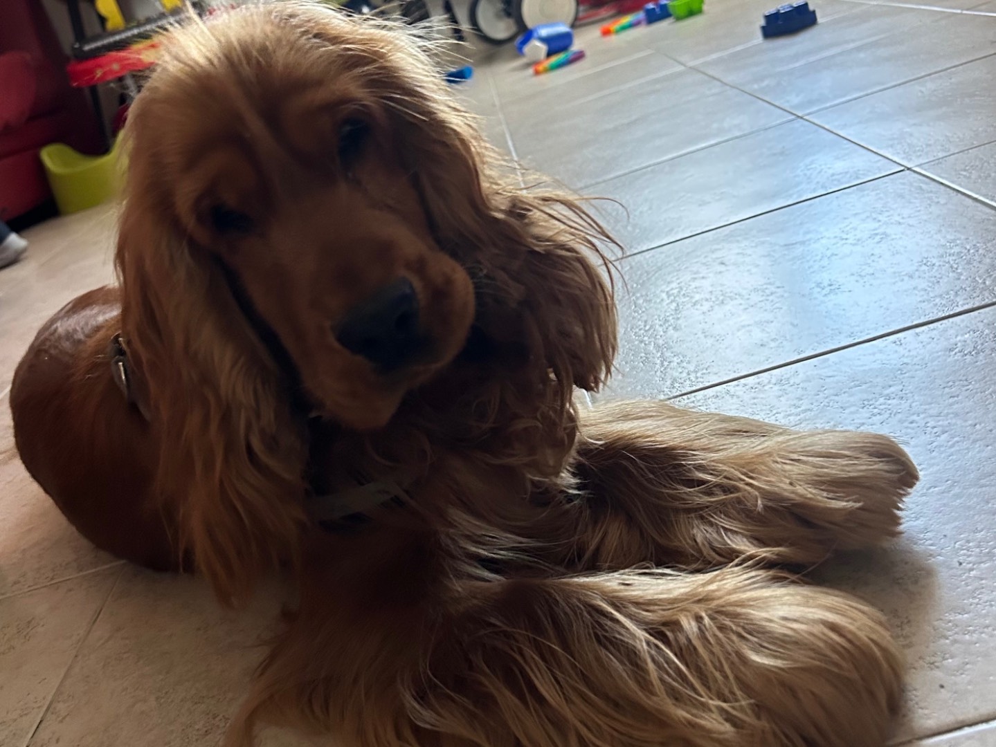 Adotta un cane, maschio, 8 mesi, Matera