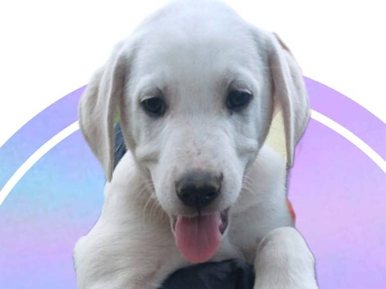Adozione cane, maschio, Razza sconosciuta Razza sconosciuta, 3 mesi, taglia media, Avellino