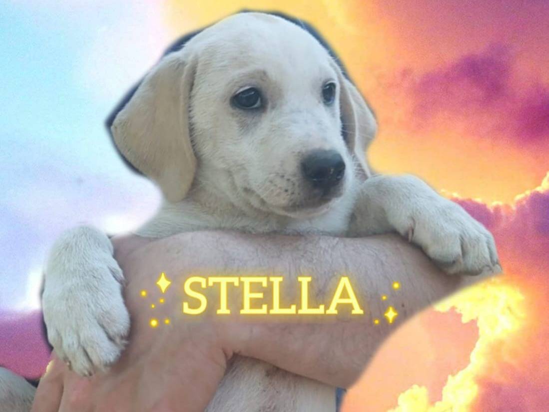 Adozione cane, femmina, Razza sconosciuta Razza sconosciuta, 3 mesi, taglia media, Avellino