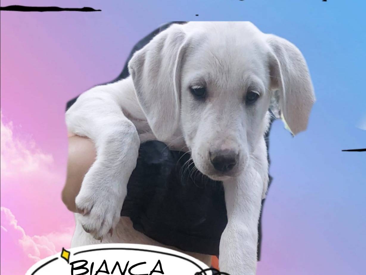 Adozione cane, femmina, Razza sconosciuta Razza sconosciuta, 3 mesi, taglia media, Avellino