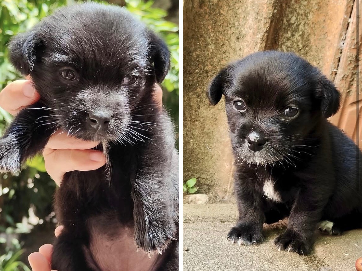 Adozione cane, femmina, Razza sconosciuta Razza sconosciuta, 6 mesi, taglia piccola, Sassari