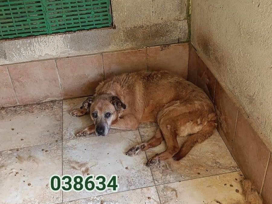 Adozione cane, maschio, Razza sconosciuta Razza sconosciuta, 14 anni e 3 mesi, taglia media, Crotone