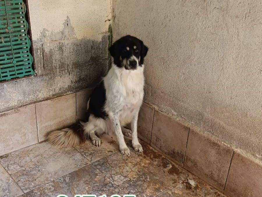 Foto 1 dell'animale