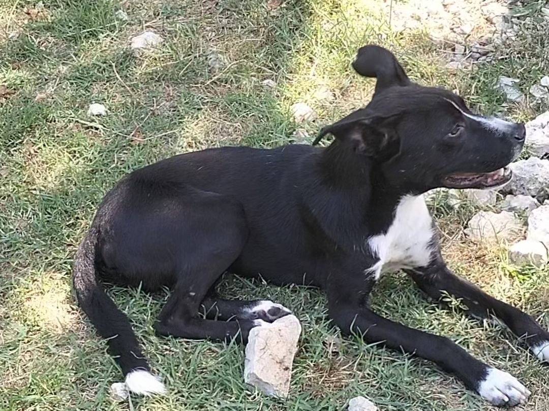 Adotta un cane, maschio, 1 anno e 9 mesi, Frosinone
