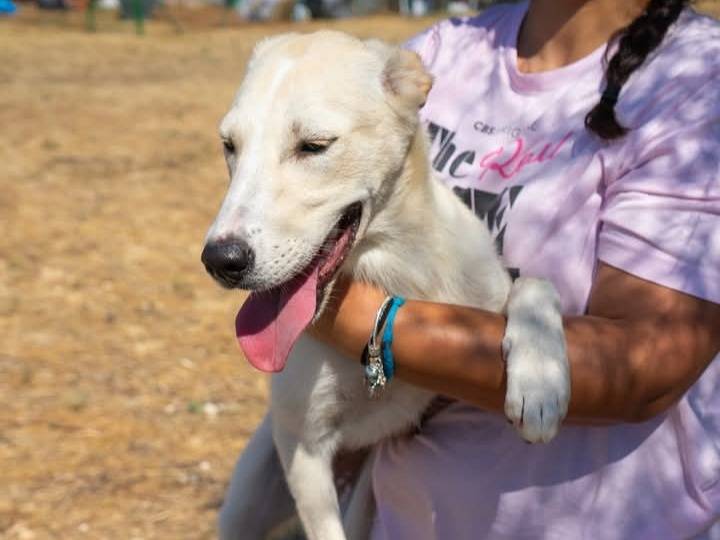 Adotta un cane, taglia media, femmina, Bari