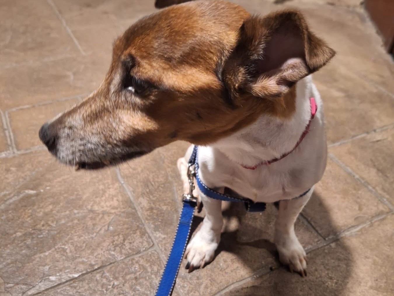 Adotta un cane, maschio, 9 anni e 2 mesi, Palermo