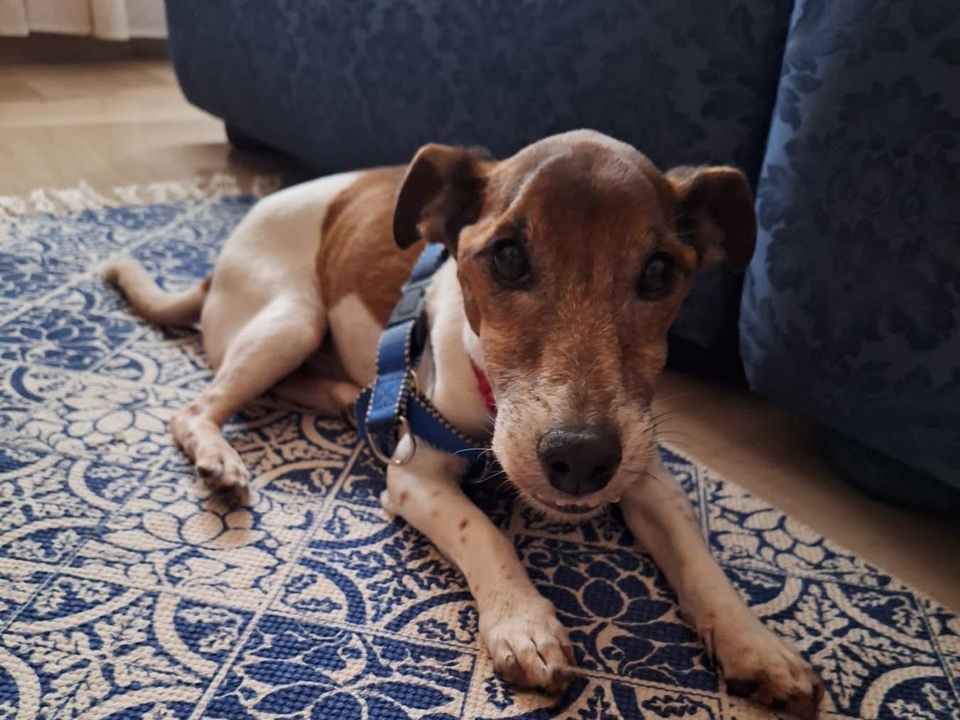 Vuoi adottare un cane a Palermo?