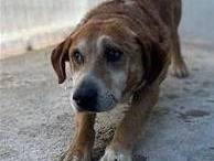 Adozione cane, maschio, Razza sconosciuta Razza sconosciuta, 10 anni e 1 mese, taglia media, Crotone