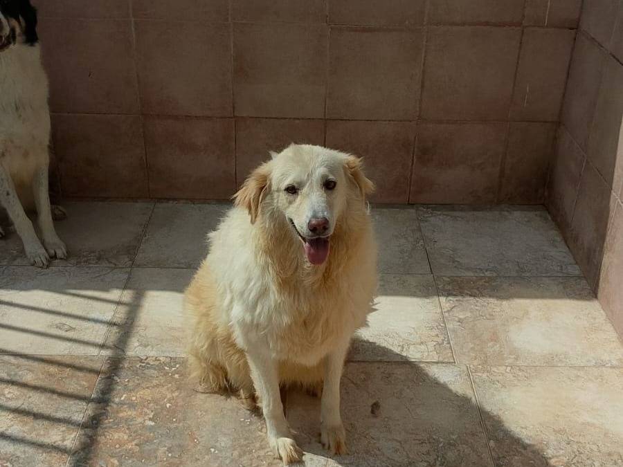 Adozione cane, maschio, Razza sconosciuta Razza sconosciuta, 3 anni e 1 mese, taglia grande, Crotone