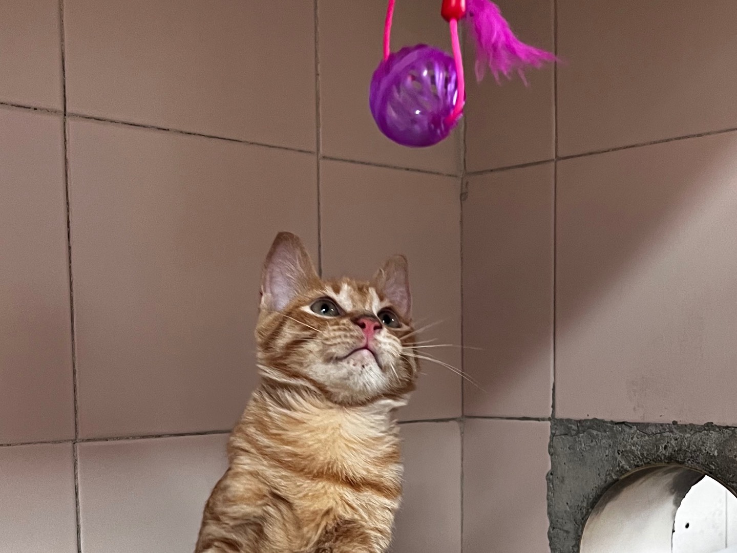 Vuoi adottare un gatto a Milano?