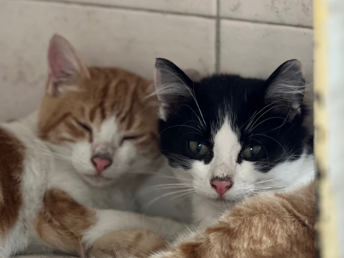 Adozione gatto, maschio, Razza sconosciuta Razza sconosciuta, 11 mesi, taglia non valida, Milano