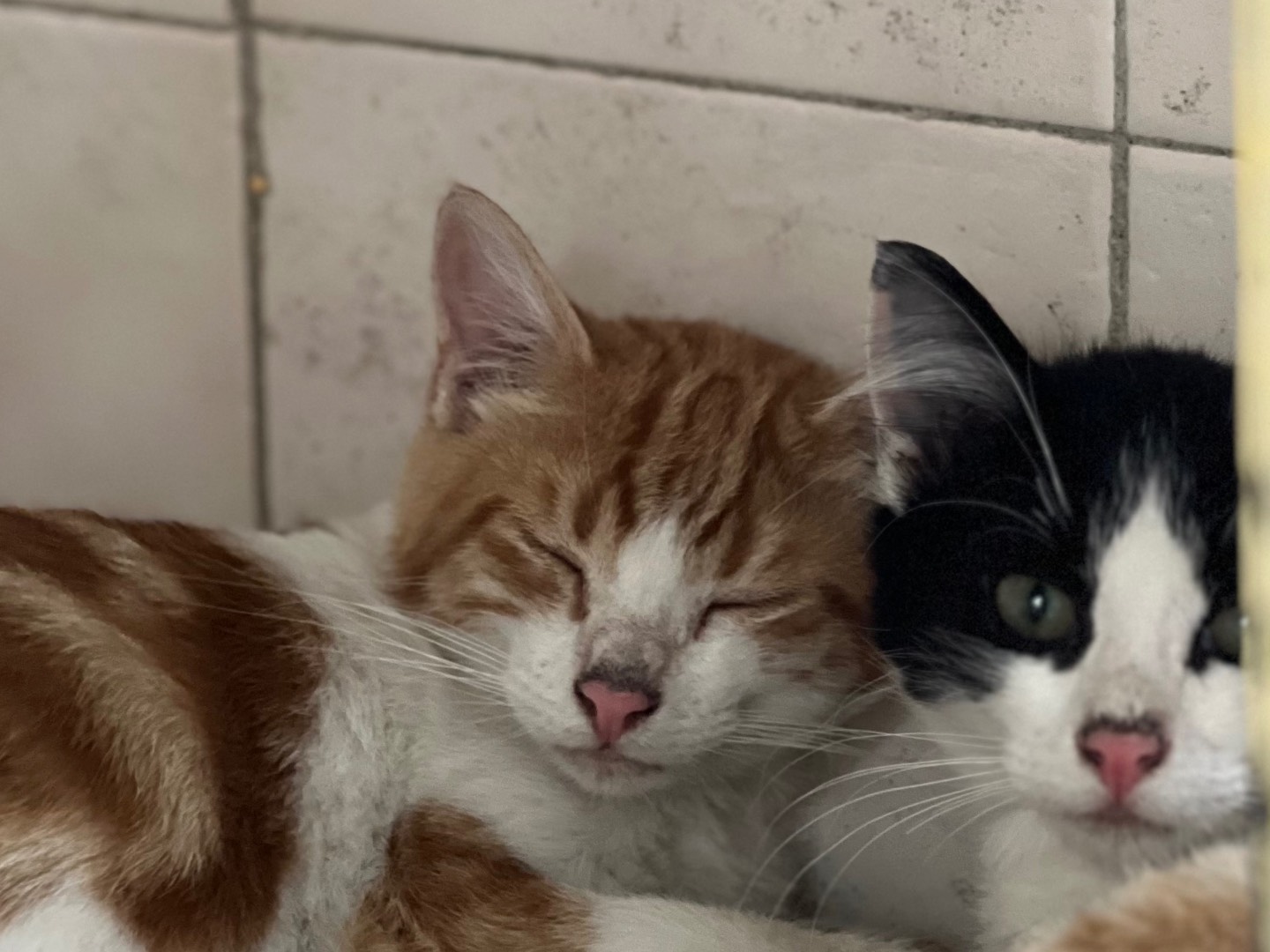 Adotta un gatto, maschio, 11 mesi, Milano