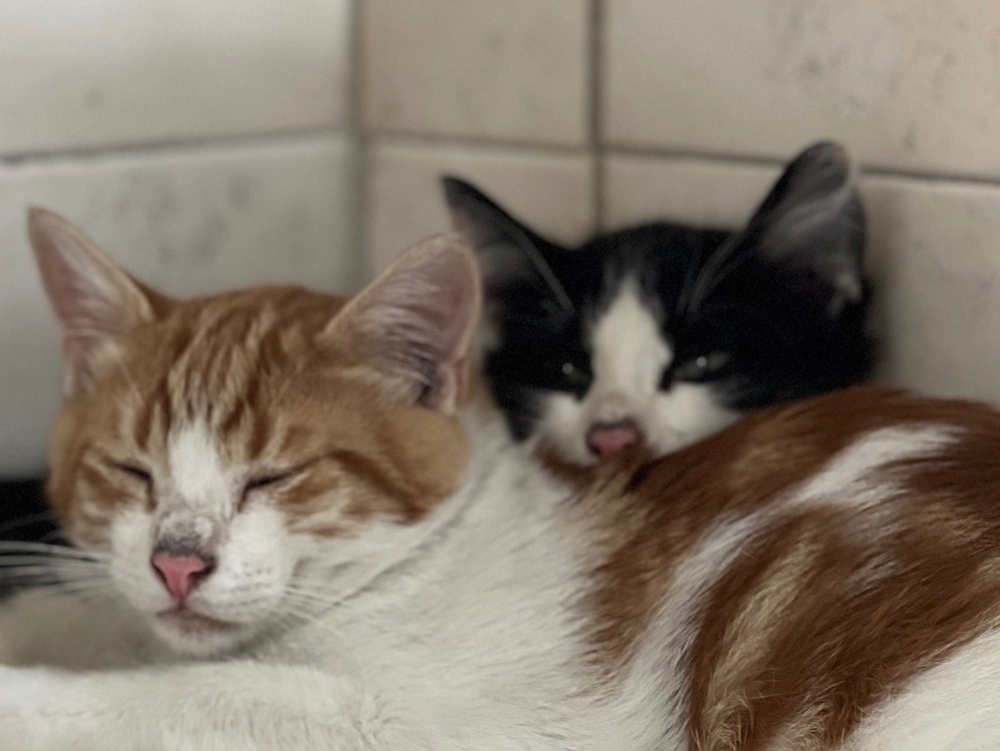 Adotta un gatto, taglia non valida, maschio, Milano