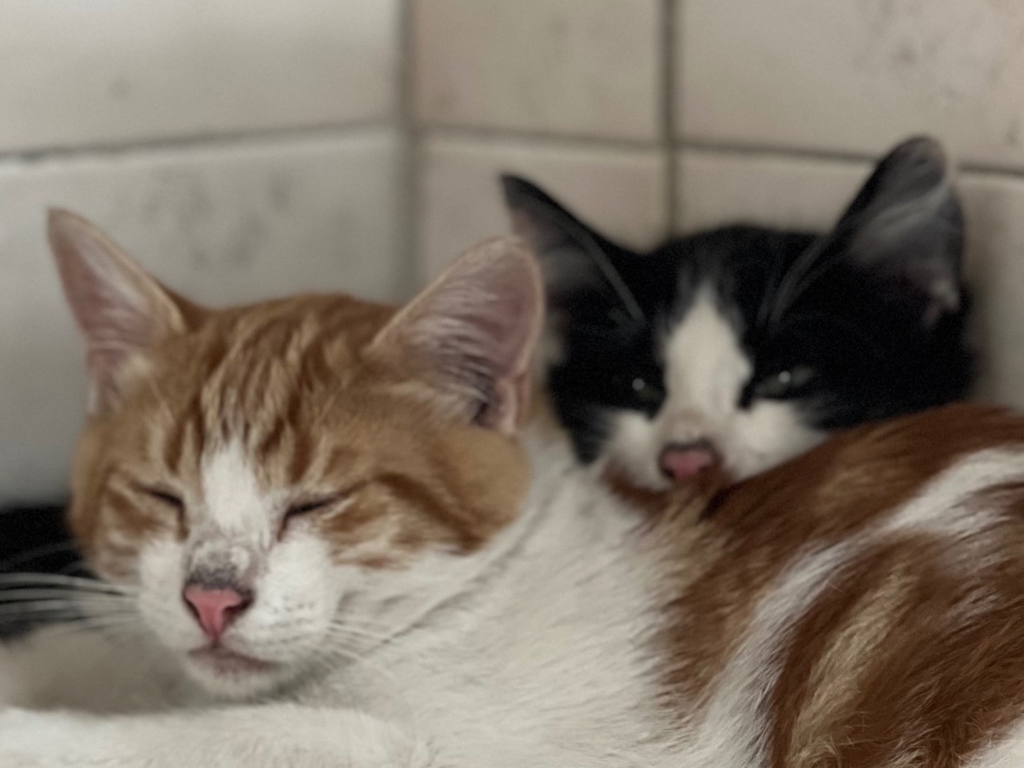 Vuoi adottare un gatto a Milano?