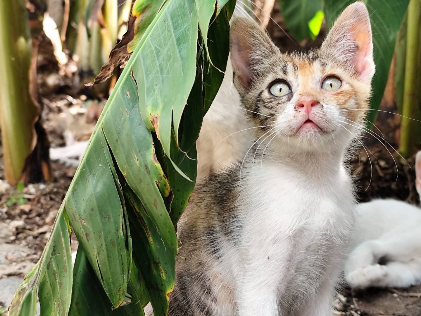 Adozione gatto, femmina, Razza sconosciuta Razza sconosciuta, 2 mesi, taglia non valida, Messina