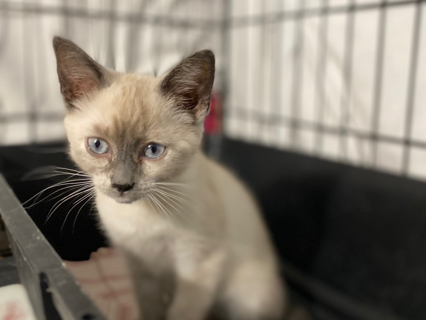 Adotta un gatto, femmina, 3 mesi, Torino