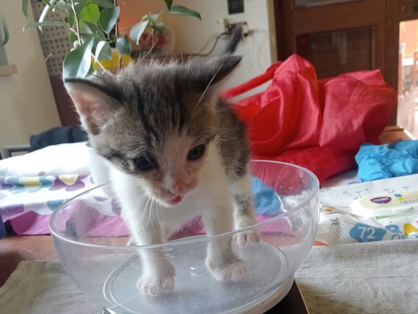 Adozione gatto, maschio, Razza sconosciuta Razza sconosciuta, 1 mesi, taglia non valida, Torino