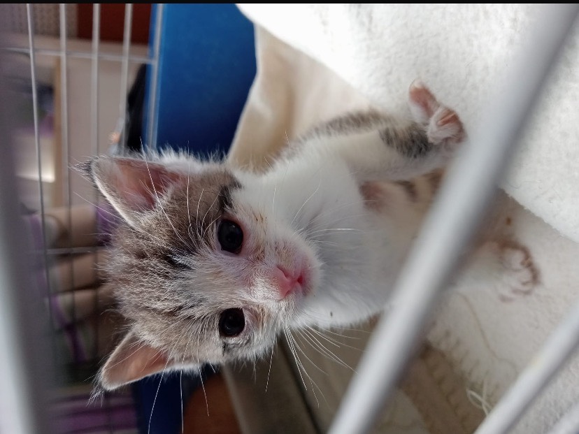 Adotta un gatto, maschio, 1 mesi, Torino