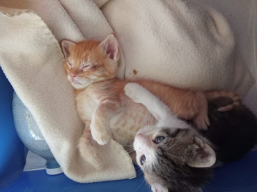 Adotta un gatto, taglia non valida, maschio, Torino