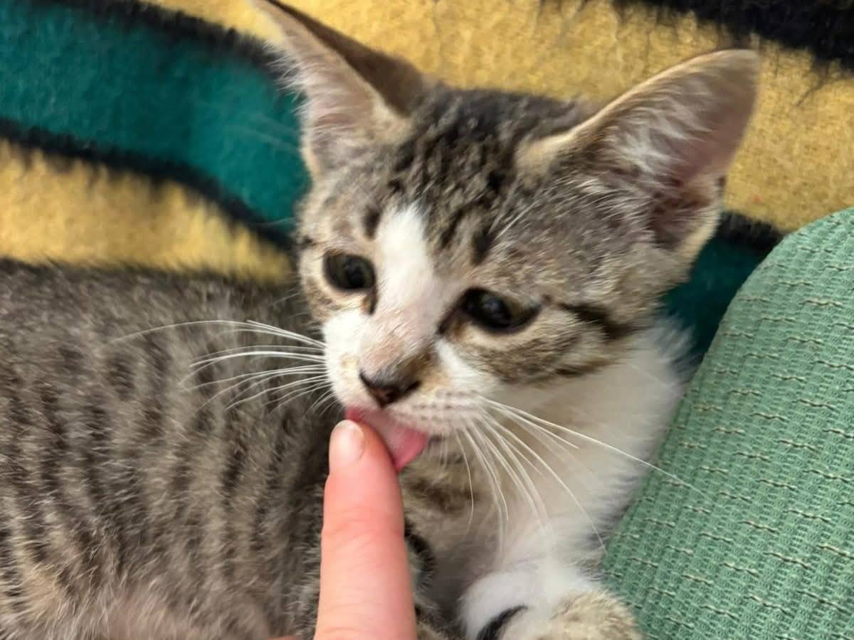 Vuoi adottare un gatto a Vicenza?
